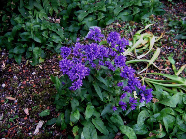 n_n_b_02  Glockenblume.jpg